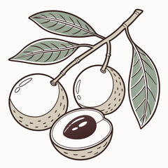 A captivating illustration of Longan fruits on a branch with leaves