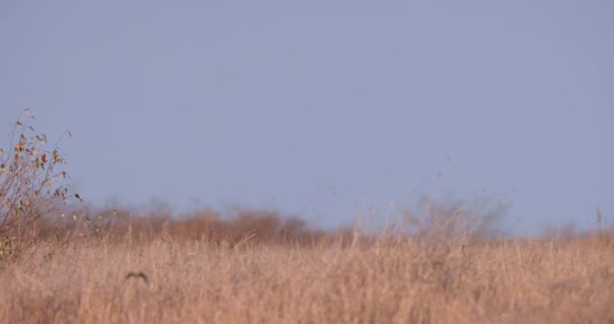 Wide pan of a pair of Cheetahs (Acinonyx jubatus) resting on top of a mound of soil in the dry savannah grassland at midday in Kenya