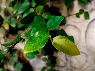 green leaves on the tree, A close-up of fresh green leaves with a soft, blurred stone background.