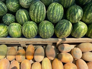 Half of the frame shows harvested watermelons, the other half shows harvested melons.