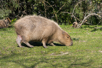 Carpincho en el pasto