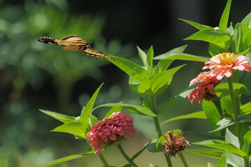 Yellow swallow-tailed butterfly flying amongst the colorful flowers pollenating. 