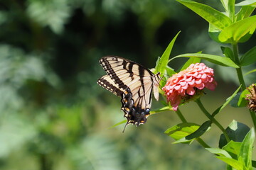 Yellow swallow-tailed butterfly flying amongst the colorful flowers pollenating. 