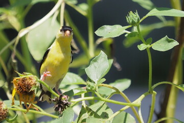 Yellow bird American goldfinch amongst colorful flowers eating seeds. 