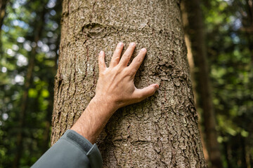 Caucasian male hand touching a tree trunk in a forest.