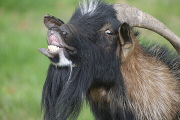 portrait of a goat