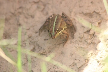 Small frog on ground