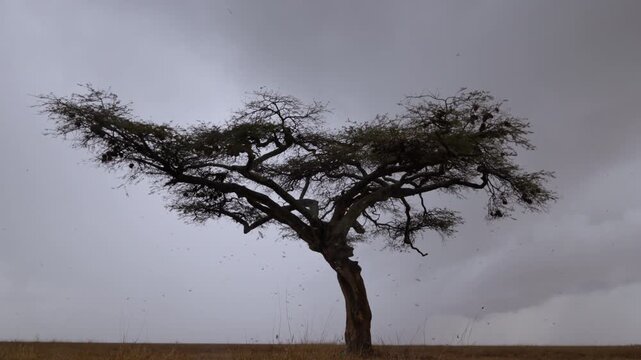Extreme wide of Alate termites (Macrotermes michaelseni) under an Apple ringed acacia (Faidherbia albida) in savannah in kenya