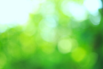 Obraz premium ぼかした光が美しい緑の背景素材