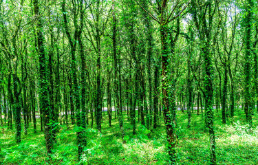green spring  season forest view background with salad leaves and sun rays. Scenic forest of fresh green trees framed by leaves, with the sun casting its warm rays through the foliage