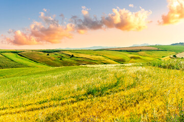Fototapeta premium Scenic view at beautiful summer sunset in a wheaten shiny field with golden wheat and sun rays, deep blue cloudy sky and road, rows leading far away, valley landscape