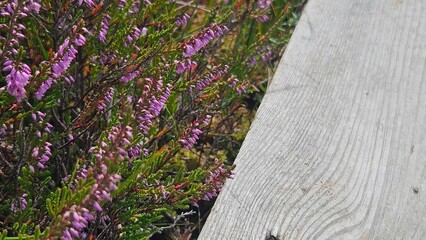 Weathered Wooden Boardwalk with Wild Heather Flowers.Nature background for themes of countryside, hiking trails, wilderness, seasons, and rustic textures.