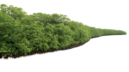  lush green trees line isolated on white background