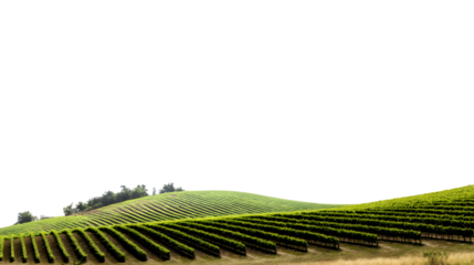 vast, undulating vineyard landscape filled with rows of green grapevines isolated on white background