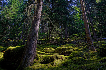 Fototapete bei efototapeten.de bestellen   