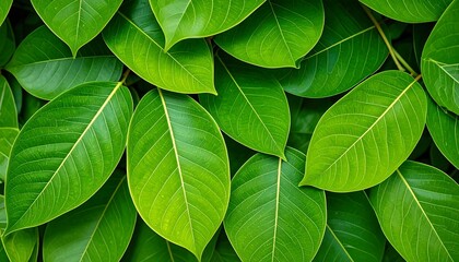 Vibrant verdant foliage backdrop showcasing luscious green leaves with intricate vein patterns
