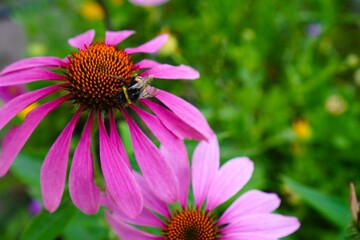 Medicinal pink flowers of echinacea pollinated by a large bumblebee in summer close-up on a background of green grass