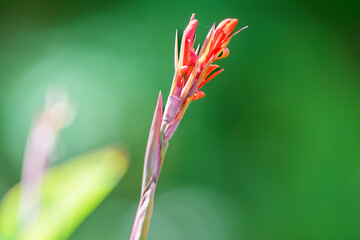 咲き始めの赤いカンナの花