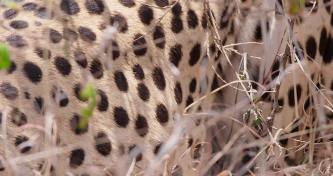 Extreme close up of Cheetah's (Acinonyx jubatus) back and belly area in dry grass in a shade in Savannah in Kenya