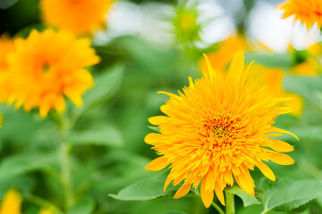 八重咲きヒマワリの鮮やかな花
