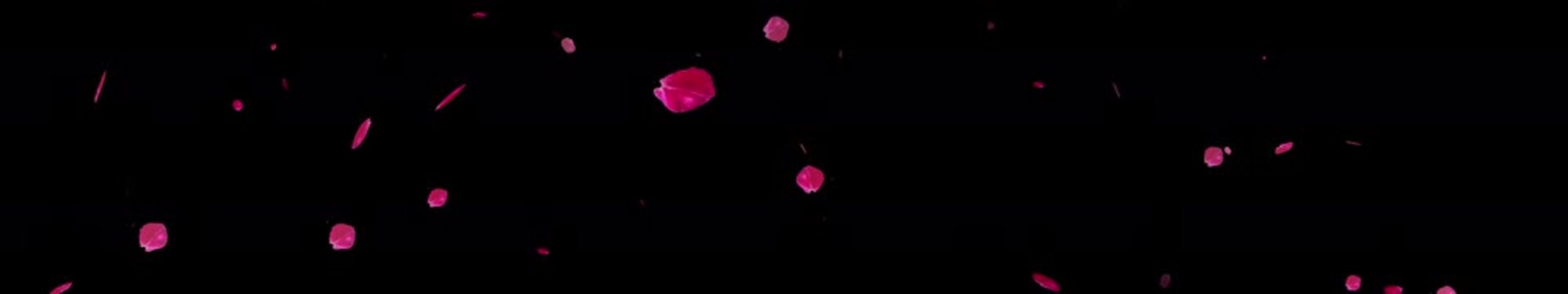 ultrawide  Sakura petals falling for overlays , Also good background for scene and titles, logos. Concept of love, romance,Valentine, mother's day, rose day