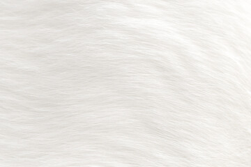 Obraz premium White cat fur textue background. Animal pet hair coat.