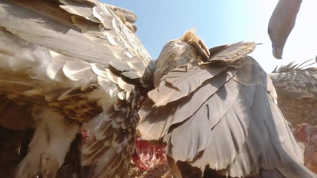 Low wide angle of a wake of Ruppell's Griffon Vultures (Gyps rueppellii) feeding on a carcass in dry savannah grassland at midday in Kenya