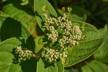 The inflorescences of hydrangea (lat. Hydrangea) are blooming. Hydrangea blooms in the garden.