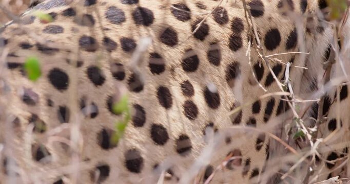 Extreme close up of Cheetah's (Acinonyx jubatus) back and belly area in dry grass in a shade in Savannah in Kenya
