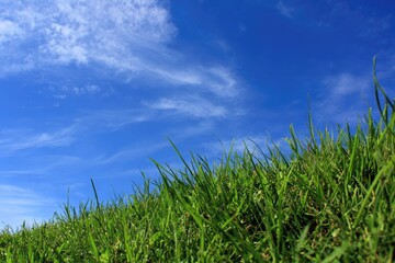 Fototapeta premium Lush green grass meets a vibrant blue sky dotted with wispy clouds