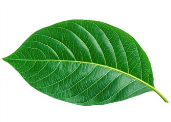 Obraz premium Close-up of a vibrant green leaf, displaying distinct veins and a smooth texture