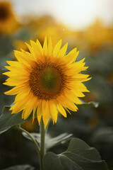 Obraz premium A photograph of a flowering sunflower in a field.