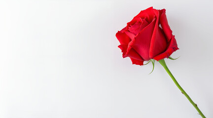 Single long stem red rose on white background with copy space