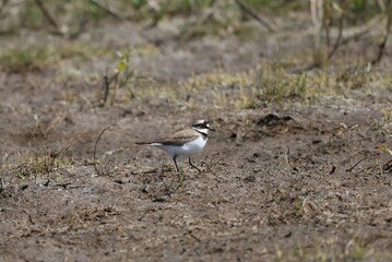 Sieweczka rzeczna Charadrius dubius 