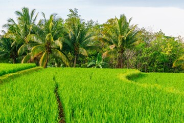 Obraz premium Beautiful morning view indonesia panorama landscape forest with beauty color and sky natural light