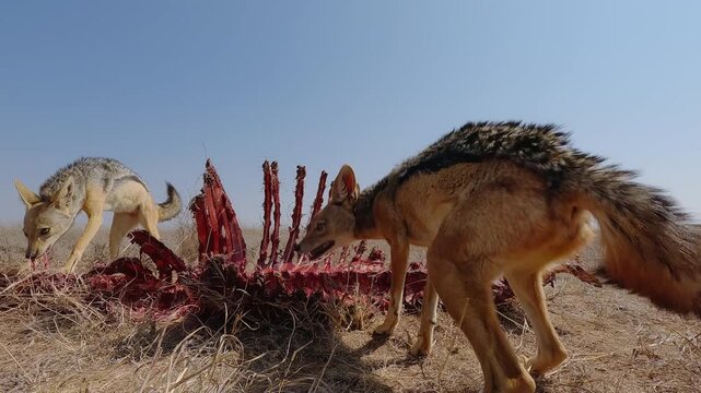 Low wide angle of a pair of Black-backed Jackals (Lupulella mesomelas) feeding on a carcass in dry savannah grassland at midday in Kenya
