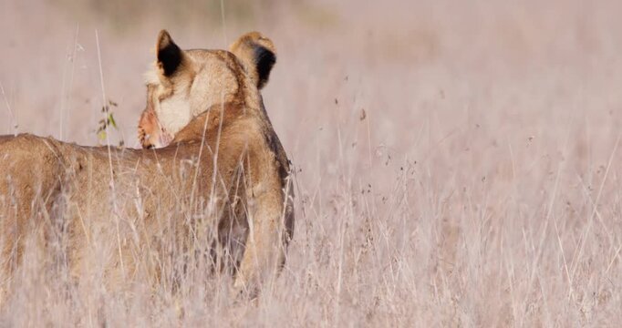 Wide of female Lioness (Panthera leo) standing in tall dry grass during clear blue sky sunny day in Savannah grassland in Kenya