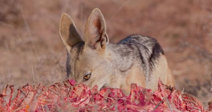 Wide of Black backed jackal (Canis mesomelas) eating parts of carcass during dry season in Savannah grassland in Kenya