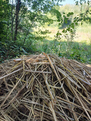Pile of Reeds in Woodland Setting