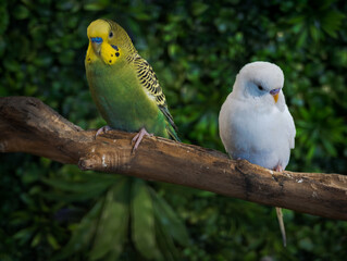 A touching moment as a green parakeet appears to console a sulking white parakeet perched beside it on a tree branch, set against a lush green background