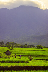 Obraz premium Beautiful morning view indonesia panorama landscape forest with beauty color and sky natural light