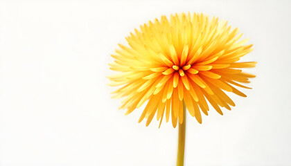 Fototapeta premium yellow flower isolated on white background