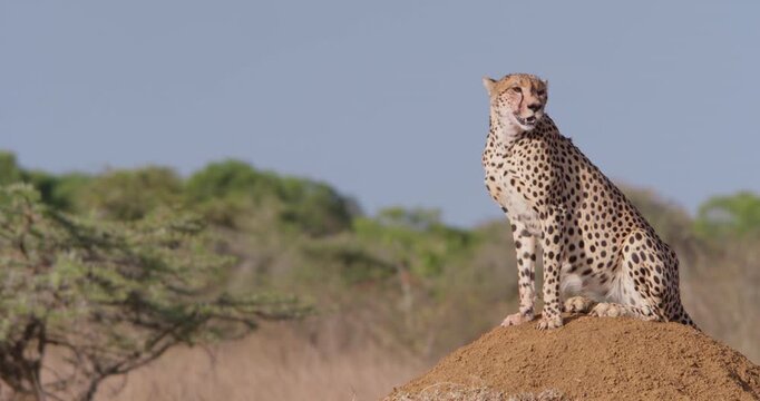 Wide of Cheetah (Acinonyx jubatus) seating and scanning on top of termite mound in grassy savannah in hot sunny day in Kenya