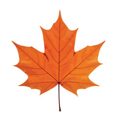 Fototapeta premium Autumn Maple Leaf