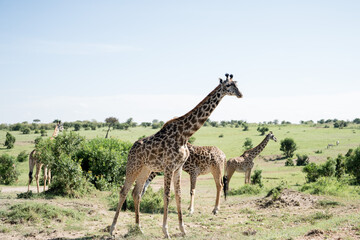 Giraffes Grazing in African Savannah