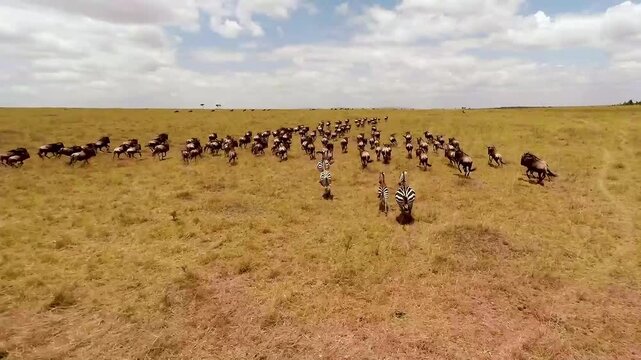 Aerial view of the migration of wildebeest in Masai Mara Game Reserve. 