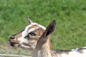 Close-up portrait of a brown and white goat standing on green grass in warm sunlight, rustic farm atmosphere, countryside animal photography concept