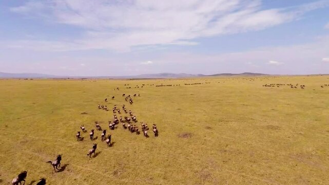 Aerial view of the migration of wildebeest in Masai Mara Game Reserve.