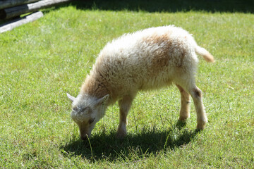 Obraz premium Fluffy lamb eating grass in a sunny meadow, symbol of springtime, rural lifestyle, and agricultural farming traditions