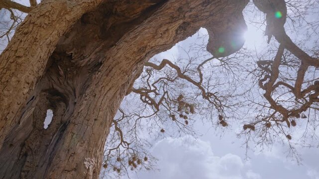 Wide low angle dolly of a dry hollow tree bark and cluster of nests under hot midday sun in Kenya